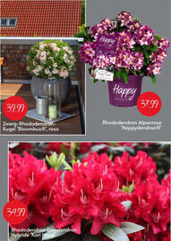 Blumen Risse Prospekt Seite 4