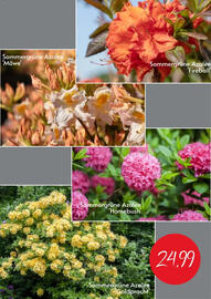 Blumen Risse Prospekt Seite 5