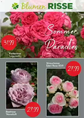 Blumen Risse Prospekt (gültig bis 29-06)