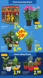 Lidl folder week 25 Pagina 16