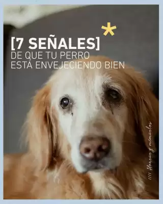 Catálogo Puppis (válido hasta 15-06)
