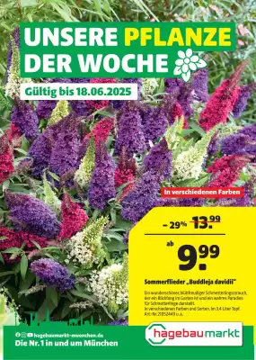 Hagebau Prospekt (gültig bis 19-06)