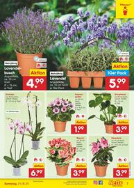 Netto Marken-Discount Prospekt woche 25 Seite 7