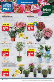 Lidl Flugblatt woche 25 Seite 27
