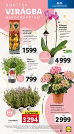Lidl akciós újság hét 25 Oldal 17