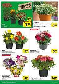 Hagebau Prospekt woche 24 Seite 2