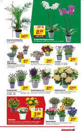 toom Baumarkt Prospekt woche 25 Seite 3