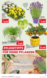 Kaufland Prospekt woche 25 Seite 17