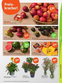 basic Prospekt woche 25 Seite 5