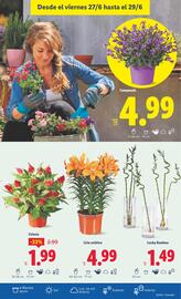 Folleto Lidl semana 26 Página 19