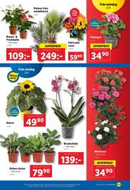 Lidl reklamblad vecka 26 Sida 19