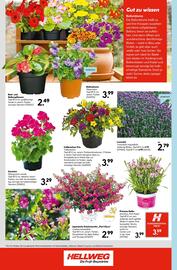 Hellweg Flugblatt woche 25 Seite 22