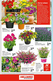 Hellweg Flugblatt woche 25 Seite 22
