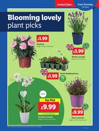 Lidl leaflet week 26 Page 22
