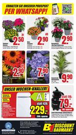 B1 Discount Baumarkt Prospekt woche 25 Seite 8