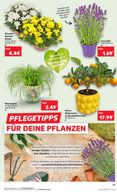 Kaufland Prospekt woche 25 Seite 17