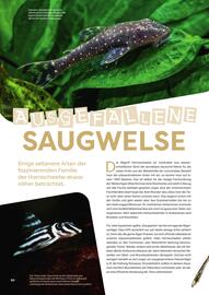 ZOO & Co Flugblatt Seite 50