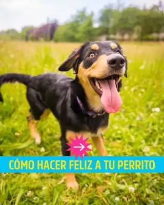Catálogo Casper Pet Store (válido hasta 30-06)