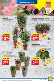 Lidl Flugblatt woche 26 Seite 26