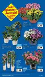 Lidl Prospekt woche 27 Seite 7