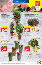 Lidl Flugblatt woche 26 Seite 25
