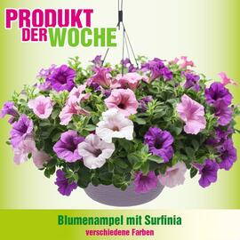 Blumen B&B Flugblatt Seite 3