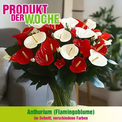 Blumen B&B Flugblatt (gültig bis 7-07)