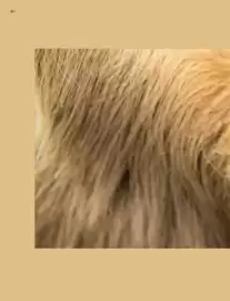 Catalogue Kuoni page 88