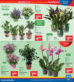 Volantino Lidl settimana 27 Pagina 13
