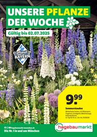 Hagebau Prospekt woche 26 Seite 1