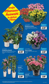 Lidl Prospekt Seite 7