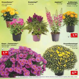 Zimmermann Prospekt woche 27 Seite 31
