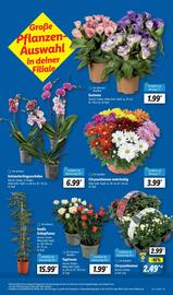 Lidl Prospekt woche 28 Seite 5