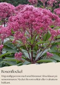 Plantagen reklamblad Sida 6