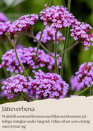Plantagen reklamblad Sida 8