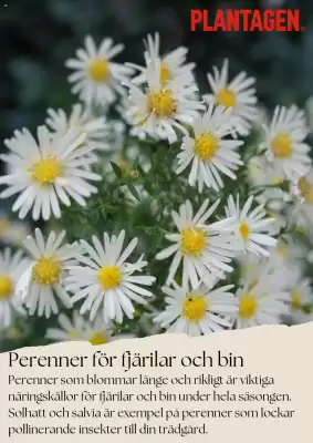 Plantagen reklamblad