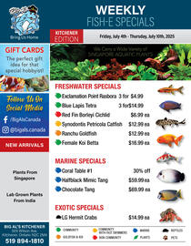 Big Al&#x27;s Pets flyer week 27 Page 1
