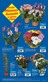 Lidl Prospekt woche 28 Seite 5
