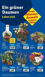 Lidl Prospekt woche 29 Seite 17