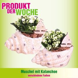 Blumen B&B Flugblatt Seite 3
