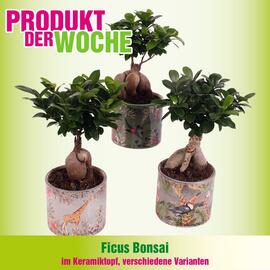 Blumen B&B Flugblatt Seite 5
