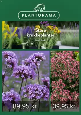 Plantorama tilbudsavis (gælder indtil 9-08)