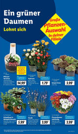 Lidl Prospekt woche 29 Seite 17