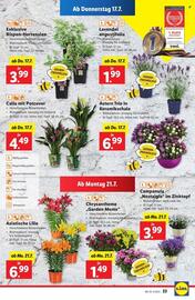 Lidl Flugblatt woche 29 Seite 27