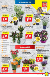 Lidl Flugblatt woche 29 Seite 27