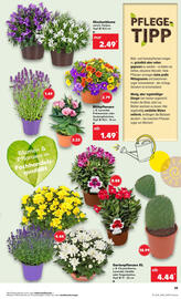 Kaufland Regio Prospekt woche 29 Seite 19