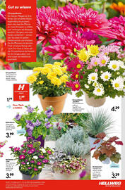 Hellweg Flugblatt woche 29 Seite 15
