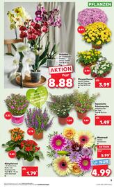 Kaufland Prospekt woche 30 Seite 5