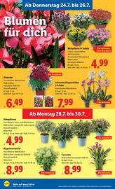 Lidl Flugblatt woche 30 Seite 28