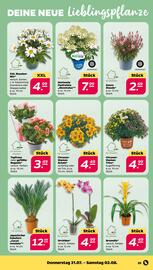 NETTO Prospekt woche 31 Seite 27